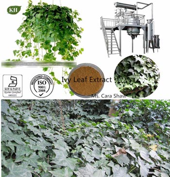 Ivy Leaf Extract Hederacosides 40%